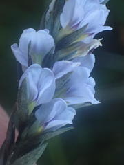 Amphithalea axillaris