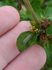 Hellinsia lienigianus