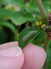 Hellinsia lienigianus