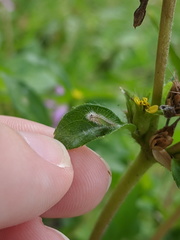 Hellinsia lienigianus