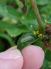 Hellinsia lienigianus