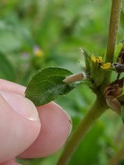 Hellinsia lienigianus