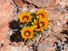 Gazania heterochaeta
