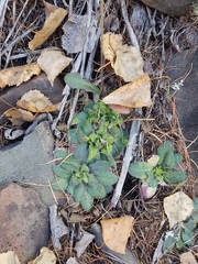Arabis sagittata borealis