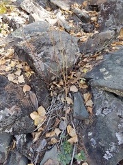 Arabis sagittata borealis