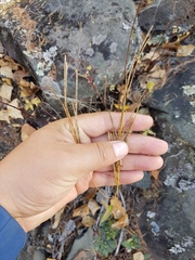 Arabis sagittata borealis