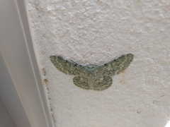 Pingasa abyssiniaria