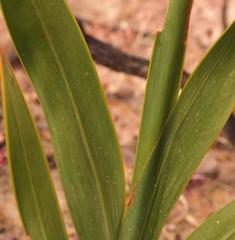 Watsonia marginata