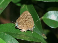 Arhopala athada