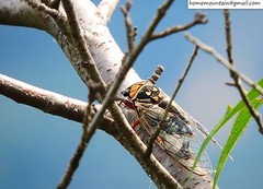 Auritibicen curvatus