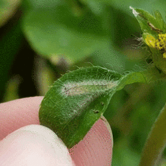 Hellinsia lienigianus