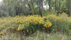 Solidago canadensis