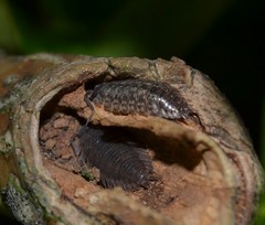 Porcellio monticola