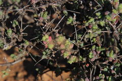 Ruschia cradockensis