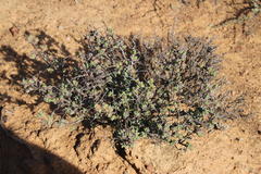 Ruschia cradockensis