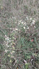 Erigeron annuus