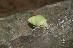 Amphidromus atricallosus