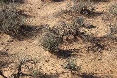 Ruschia cradockensis