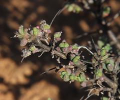 Ruschia cradockensis