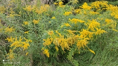 Solidago canadensis