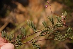 Indigofera angustifolia