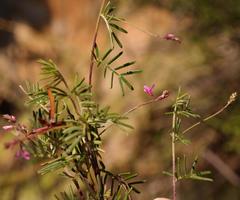 Indigofera angustifolia