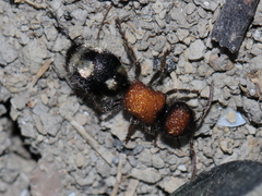 Ronisia brutia