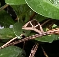 Chalciope