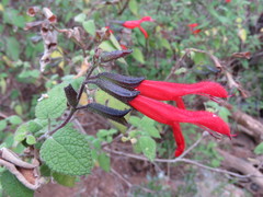 Salvia gesneriiflora