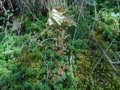 Sedum monregalense