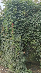 Parthenocissus inserta