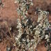 Old Man Saltbush - Photo (c) Tony Rebelo, some rights reserved (CC BY-SA), uploaded by Tony Rebelo