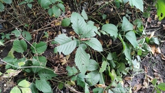 Parthenocissus inserta