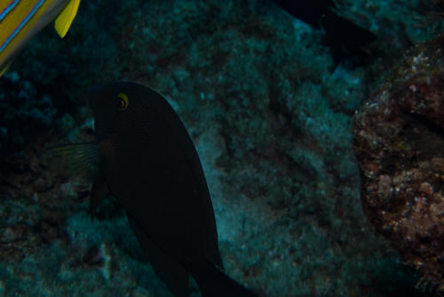 Ctenochaetus truncatus