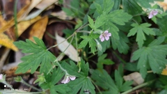 Geranium sibiricum