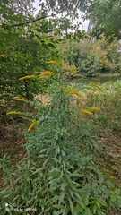 Solidago canadensis