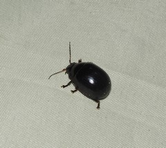 Paropsisterna irina
