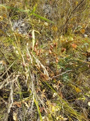 Hypericum attenuatum