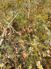 Hypericum attenuatum