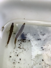 Gasterosteus aculeatus