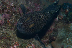 Epinephelus macrospilos