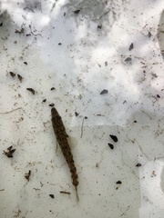 Gasterosteus aculeatus