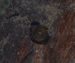 Bathyomphalus contortus