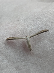 Hellinsia lienigianus