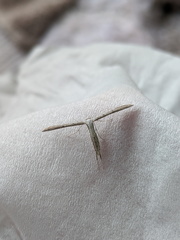 Hellinsia lienigianus