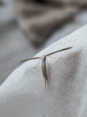 Hellinsia lienigianus