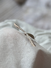 Hellinsia lienigianus