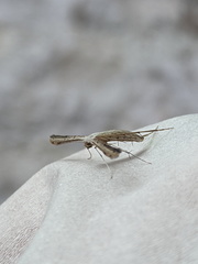 Hellinsia lienigianus