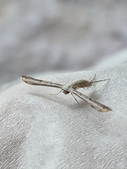 Hellinsia lienigianus