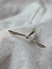 Hellinsia lienigianus